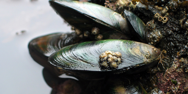 Benefits of Greenshell™ Mussel